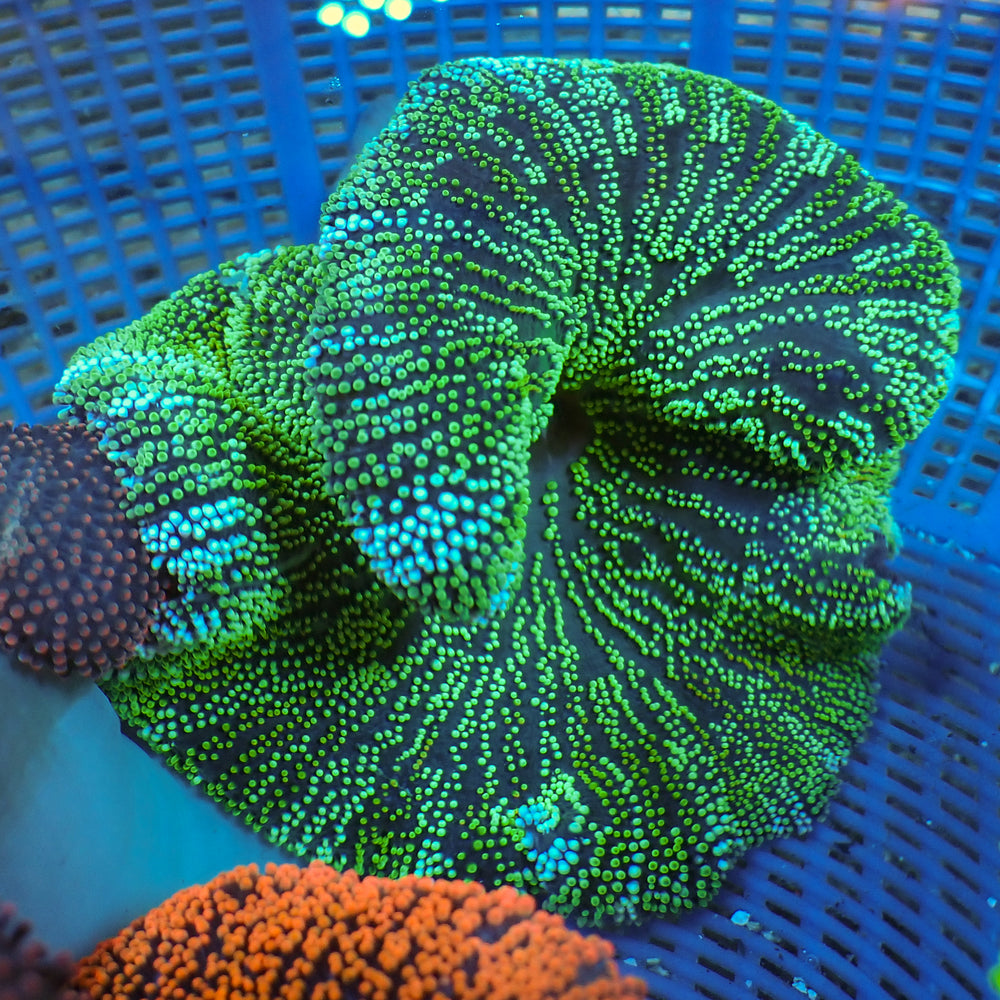 WYSIWYG White Stripe Neon Green Haddoni Carpet Anemone (3-5