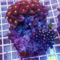 WYSIWYG Rainbow Zoa Combo Colony