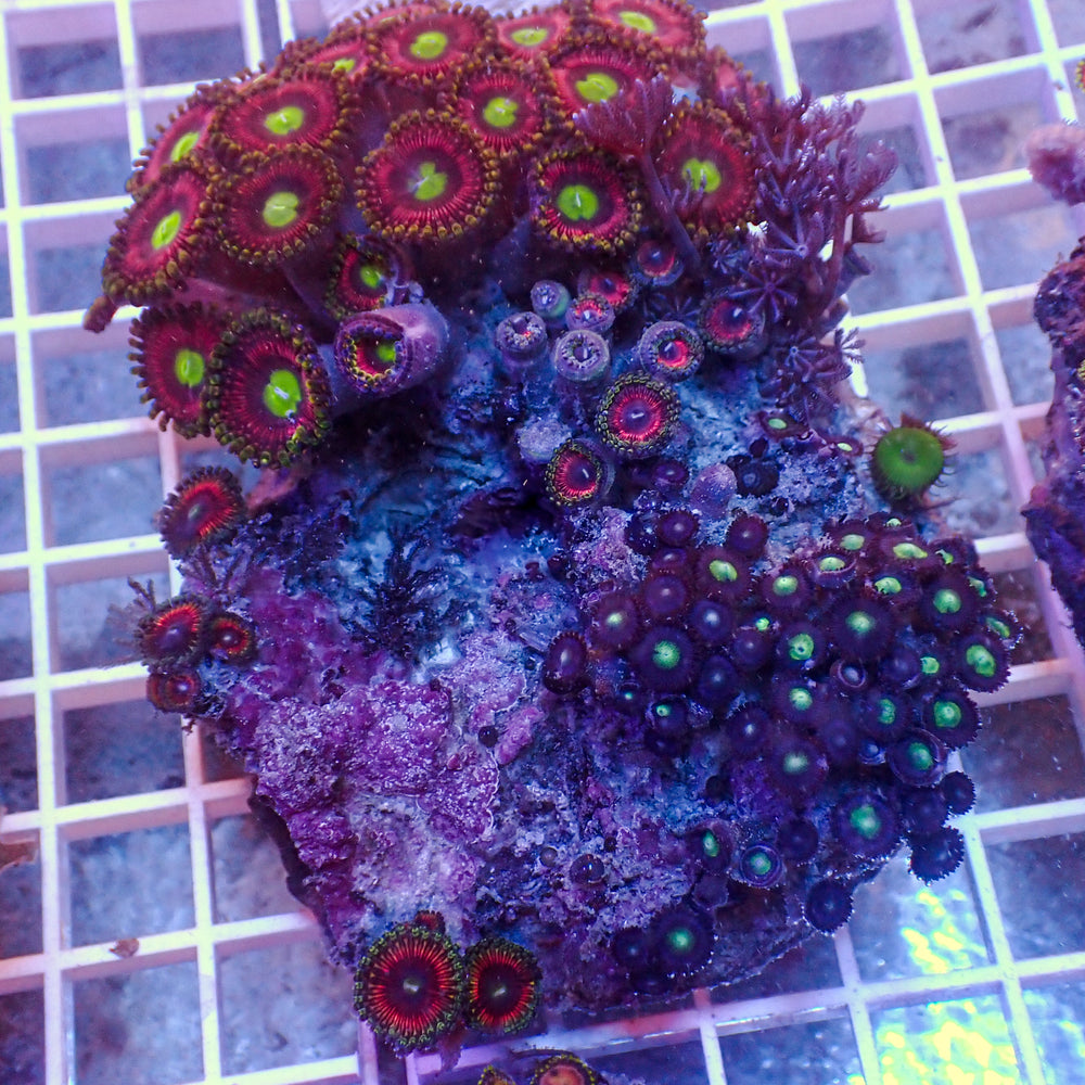 WYSIWYG Rainbow Zoa Combo Colony