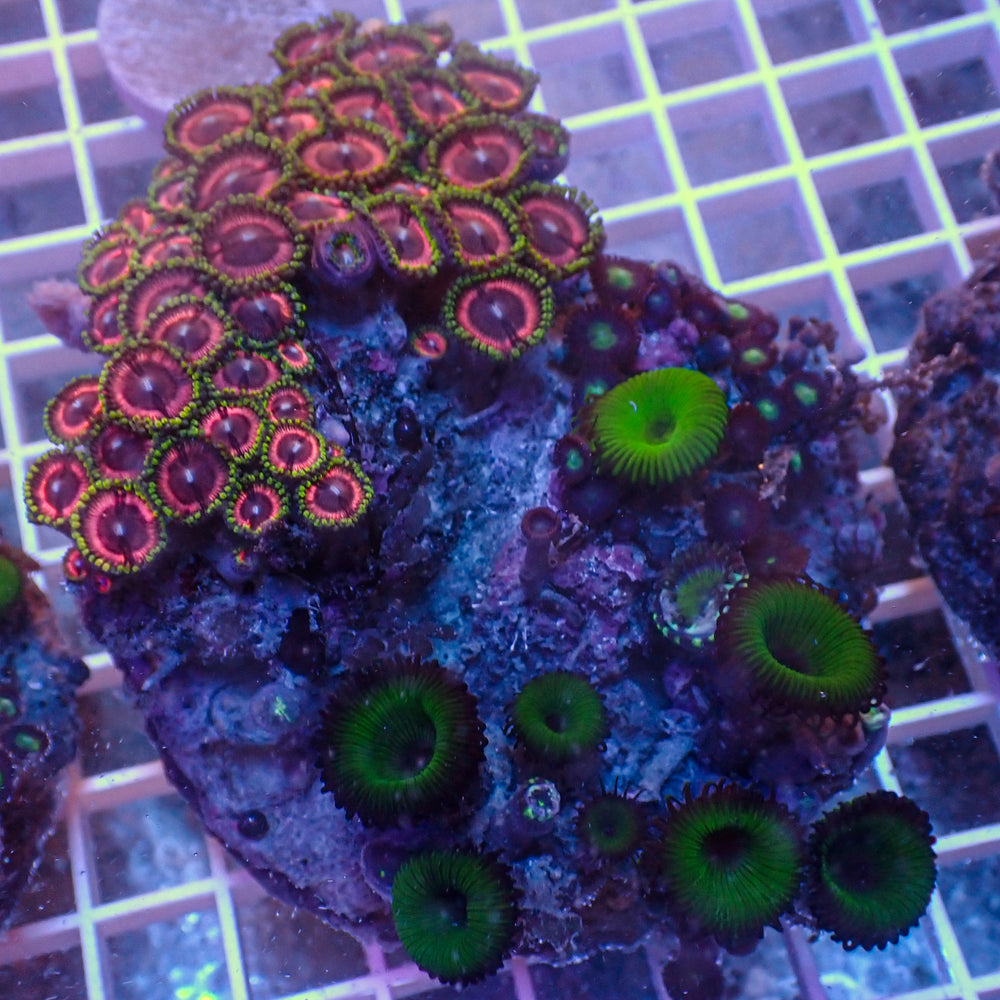 WYSIWYG Rainbow Zoa Combo Colony