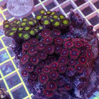 WYSIWYG Rainbow Zoa Combo Colony