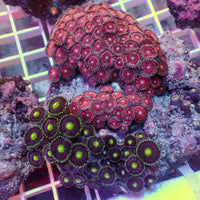 WYSIWYG Rainbow Zoa Combo Colony