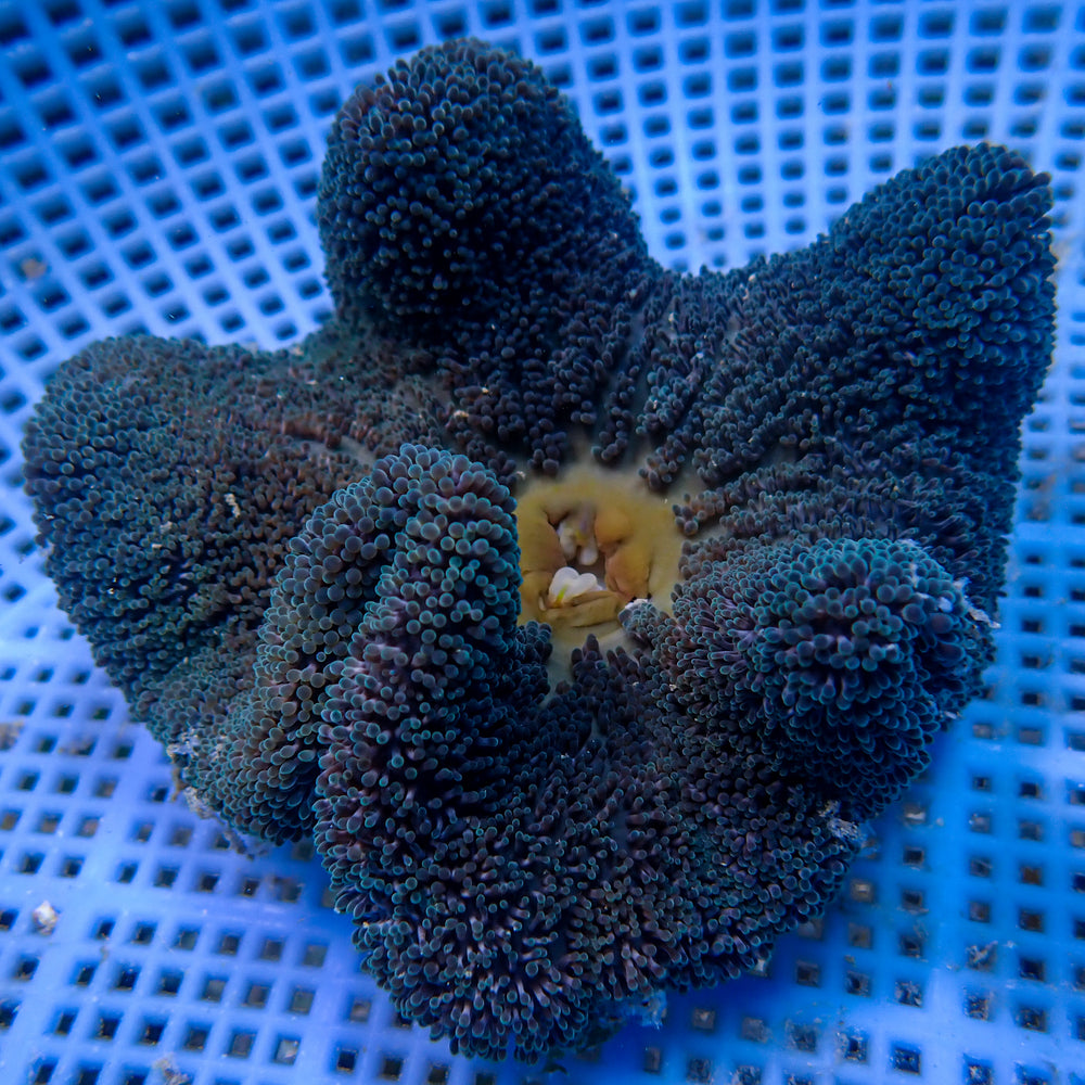 WYSIWYG Blue Haddoni Carpet Anemone (2-3)