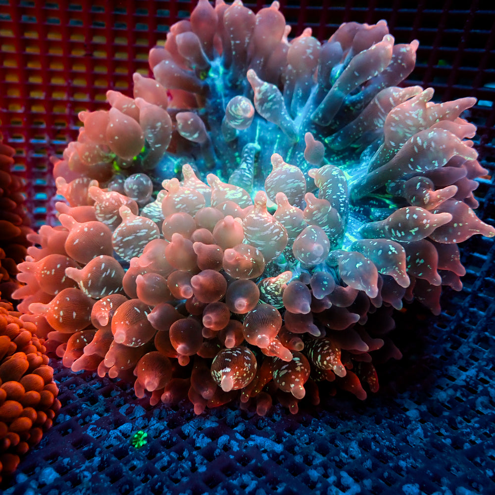 WYSIWYG Large Ultra Galaxy Rainbow Bubble Tip Anemone (4-5)