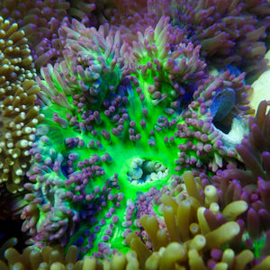 She Hulk Sebae Anemone (3-5”)