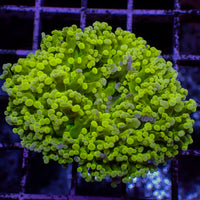 WYSIWYG Neon Green Frammer Wall Colony (2-3")