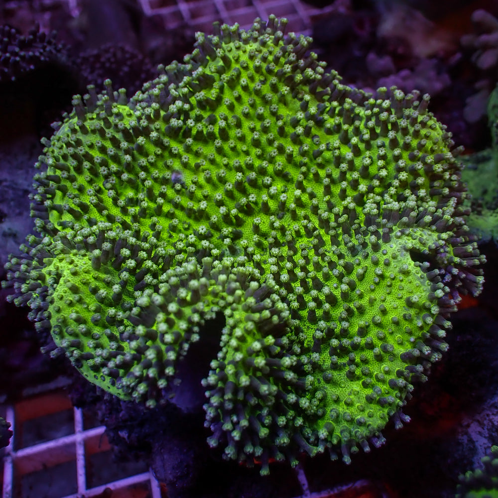 WYSIWYG Aussie Goliath Green Polyp Green Leather Toadstool (5-7