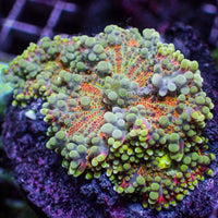 WYSIWYG Red Charm Yuma Mushrooms (3 Polyps)