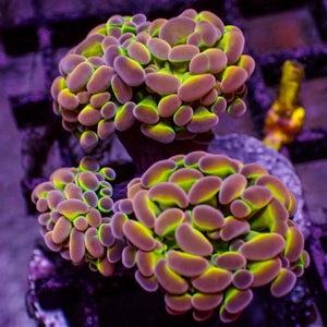 WYSIWYG Ultra Rainbow Jester Branching Hammer (4 Polyps)