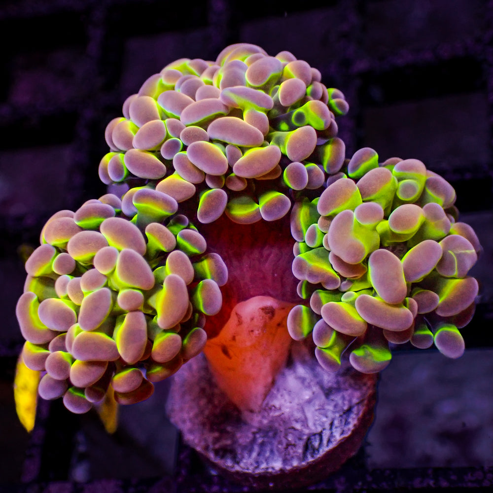 WYSIWYG Ultra Rainbow Jester Branching Hammer (3 Polyps)