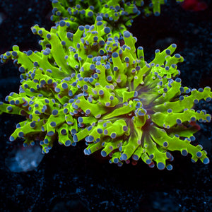 Blue Tip Green Frogspawn