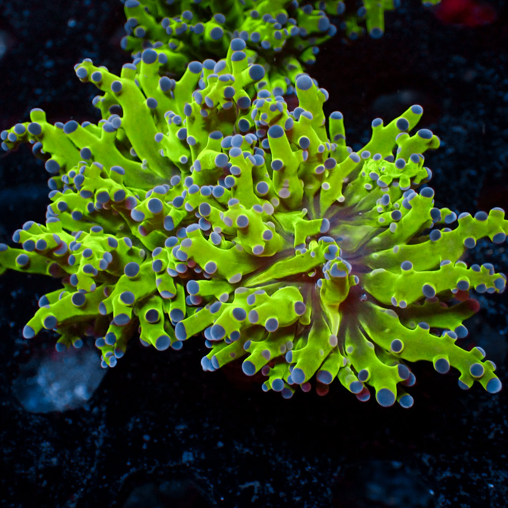 Blue Tip Green Frogspawn