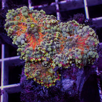 WYSIWYG Red Charm Yuma Mushrooms (3 Polyps)