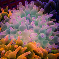WYSIWYG Pink Blush Rainbow Bubble Tip Anemone (Rare, 2-4”)