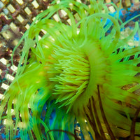 WYSIWYG Neon Bright Green Tube Anemone