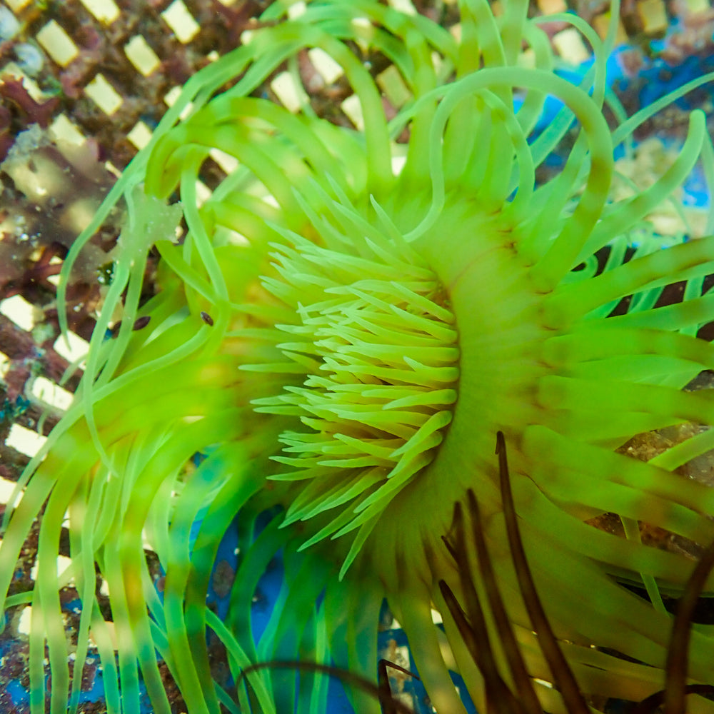 WYSIWYG Neon Bright Green Tube Anemone