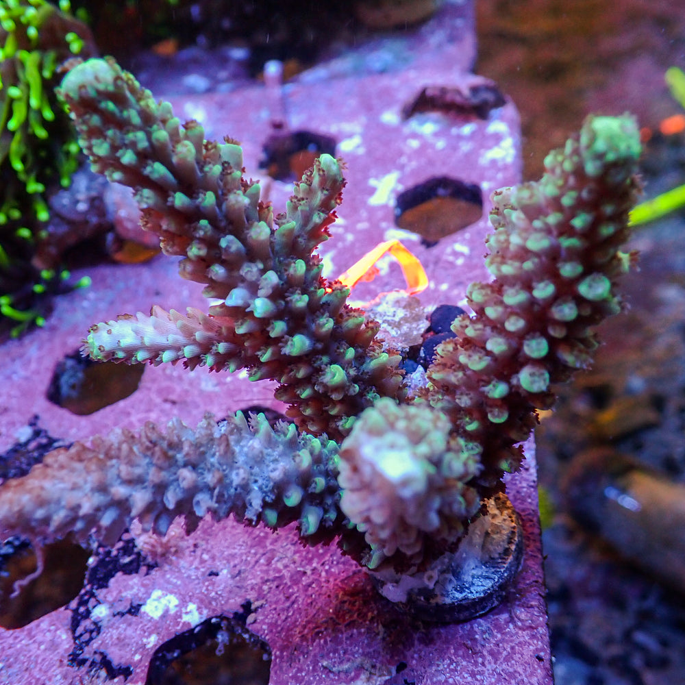 WYSIWYG Aussie Blue Ice Acropora Colony (2-3