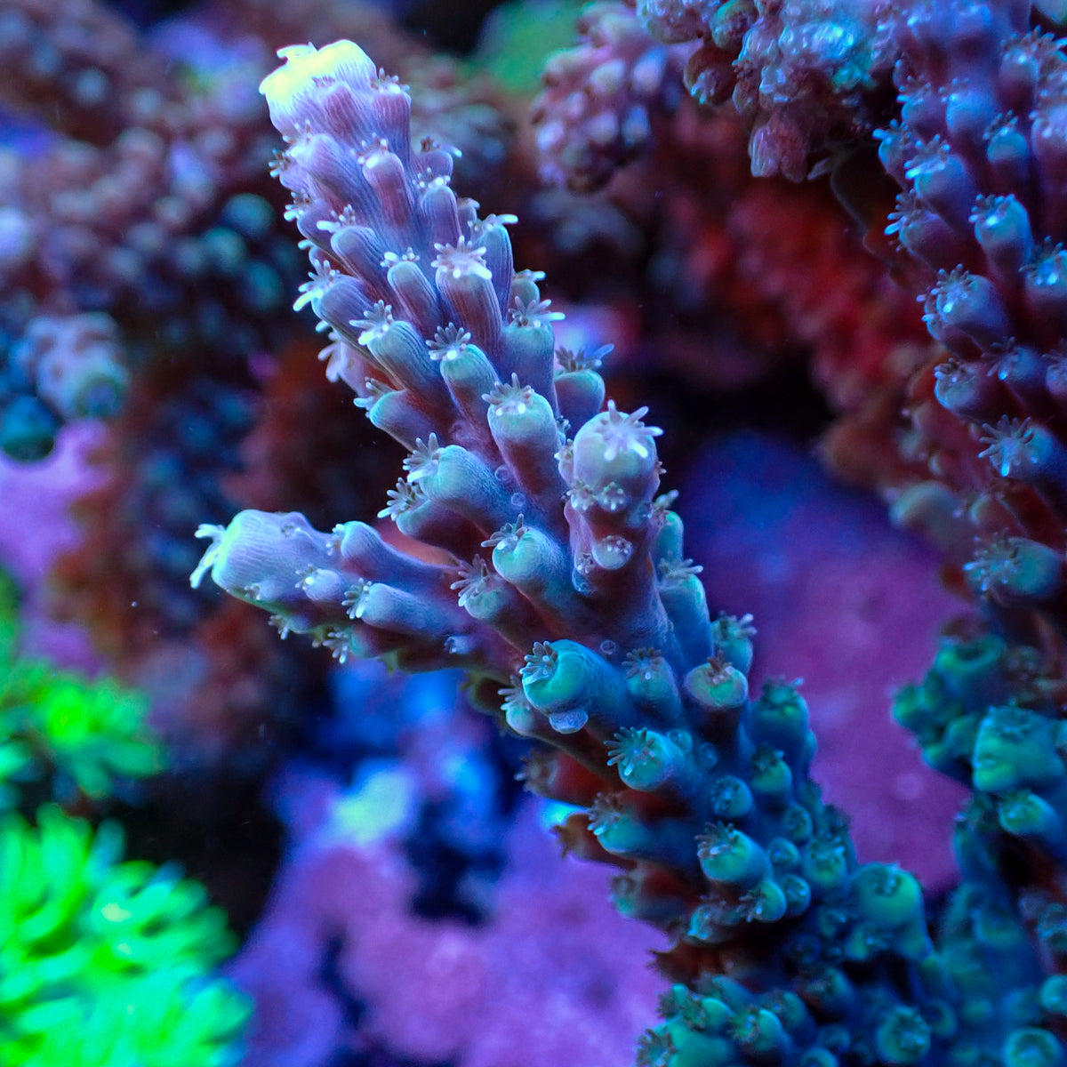 Aussie Blue Ice Acropora (1” frag) - Corals Anonymous