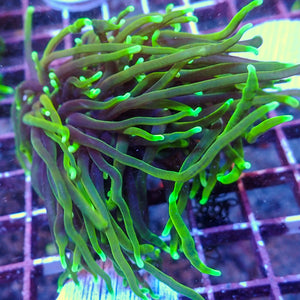 WYSIWYG Dragon Soul Torch Colony (3 Polyps) - Corals Anonymous