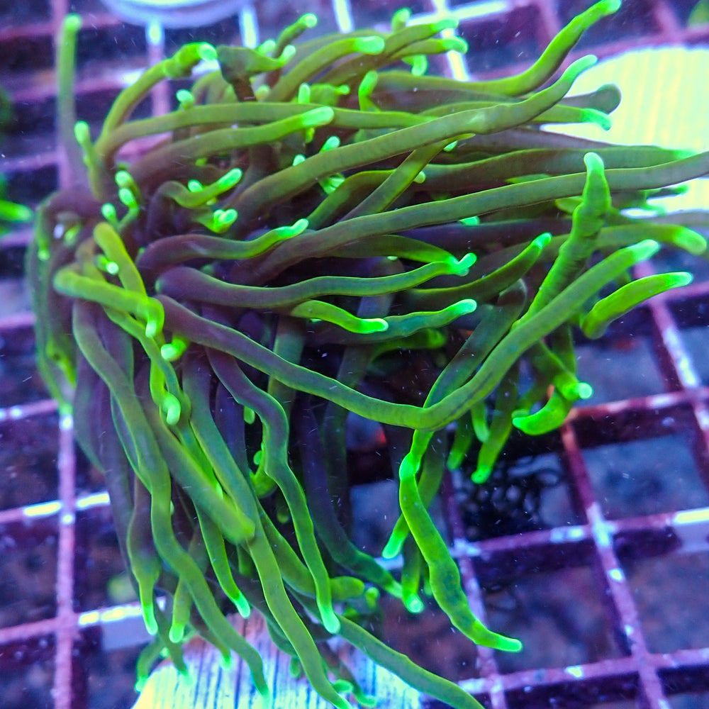 WYSIWYG Dragon Soul Torch Colony (3 Polyps) - Corals Anonymous