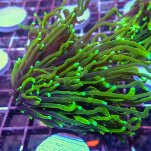 WYSIWYG Dragon Soul Torch Colony (4 Polyps)