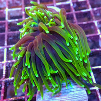 WYSIWYG Dragon Soul Torch Colony (3 Polyps)