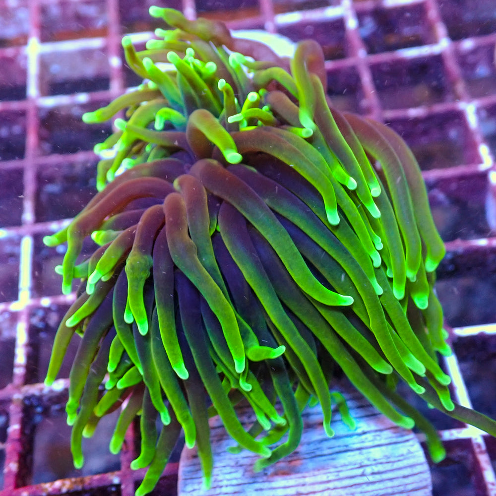 WYSIWYG Dragon Soul Torch Colony (3 Polyps)
