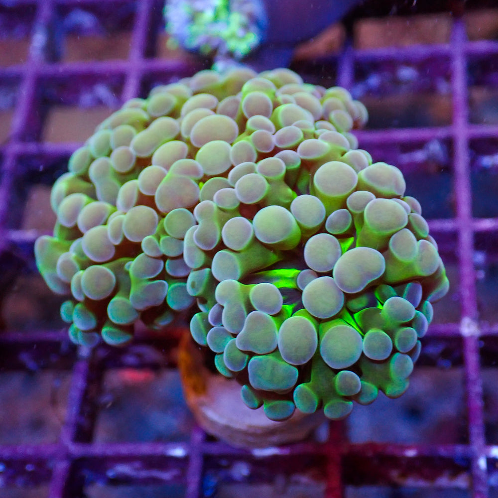 WYSIWYG Green Mouth Teal Tip Branching Hammer (1 Polyp)
