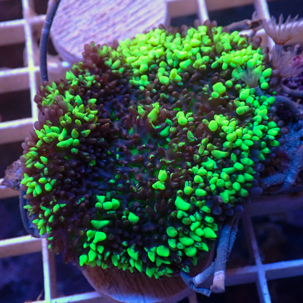 WYSIWYG Ultra Aussie Nuclear Green Magic Carpet Mushroom (1-2