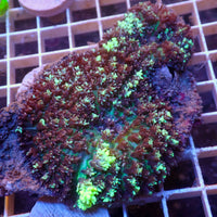 WYSIWYG Ultra Aussie Nuclear Green Magic Carpet Mushroom (2 Polyps)