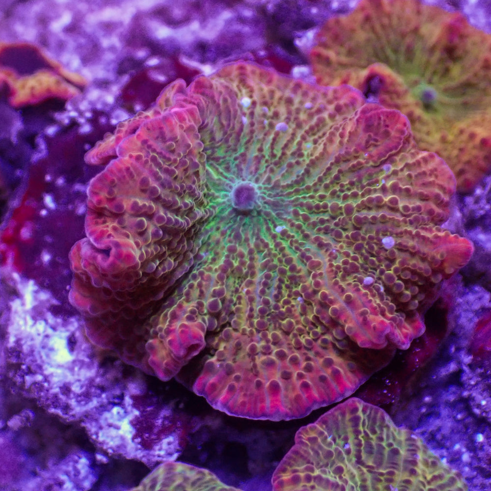 WYSIWYG Fantasia Rainbow Discosoma Mushroom (Rare) 