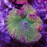 WYSIWYG Fantasia Rainbow Discosoma Mushroom (Rare)