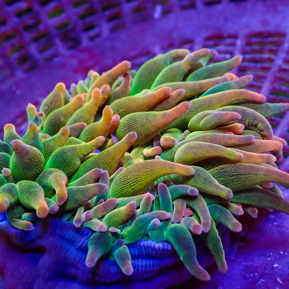 WYSIWYG Ultra Rainbow Cotton Candy Burst Bubble Tip Anemone (Rare, 3-5”)