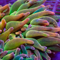 WYSIWYG Ultra Rainbow Cotton Candy Burst Bubble Tip Anemone (Rare, 3-5”)
