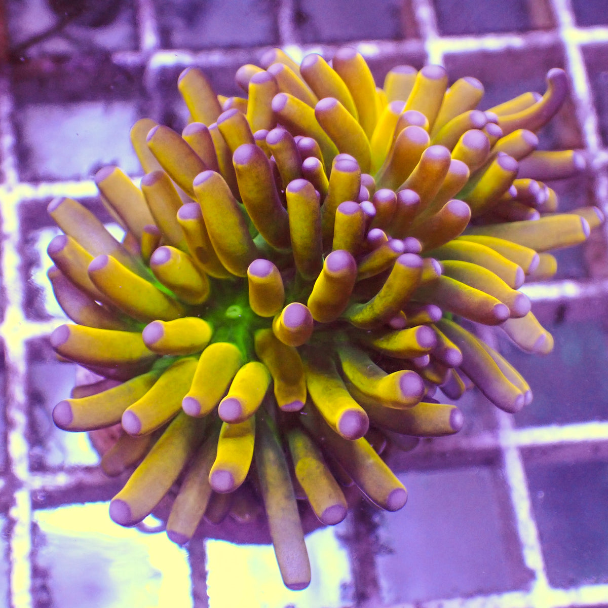 WYSIWYG Malaysian Banana Torch (1.5 Polyps) - Corals Anonymous