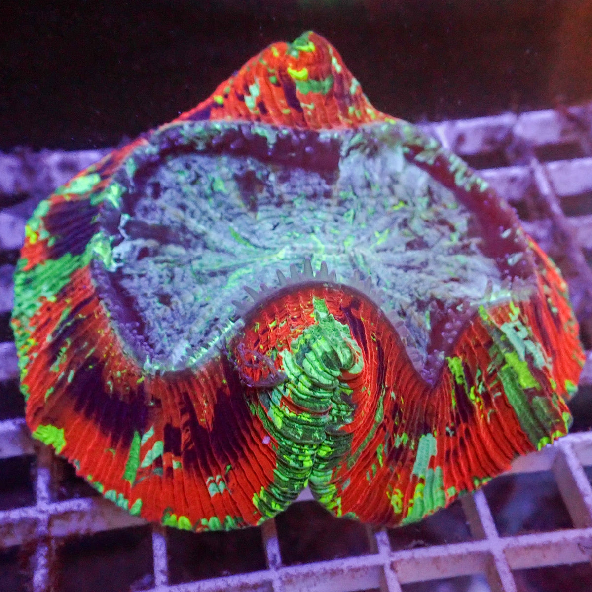 WYSIWYG Whiplash Multicolor Red Wellso (4-5") - Corals Anonymous