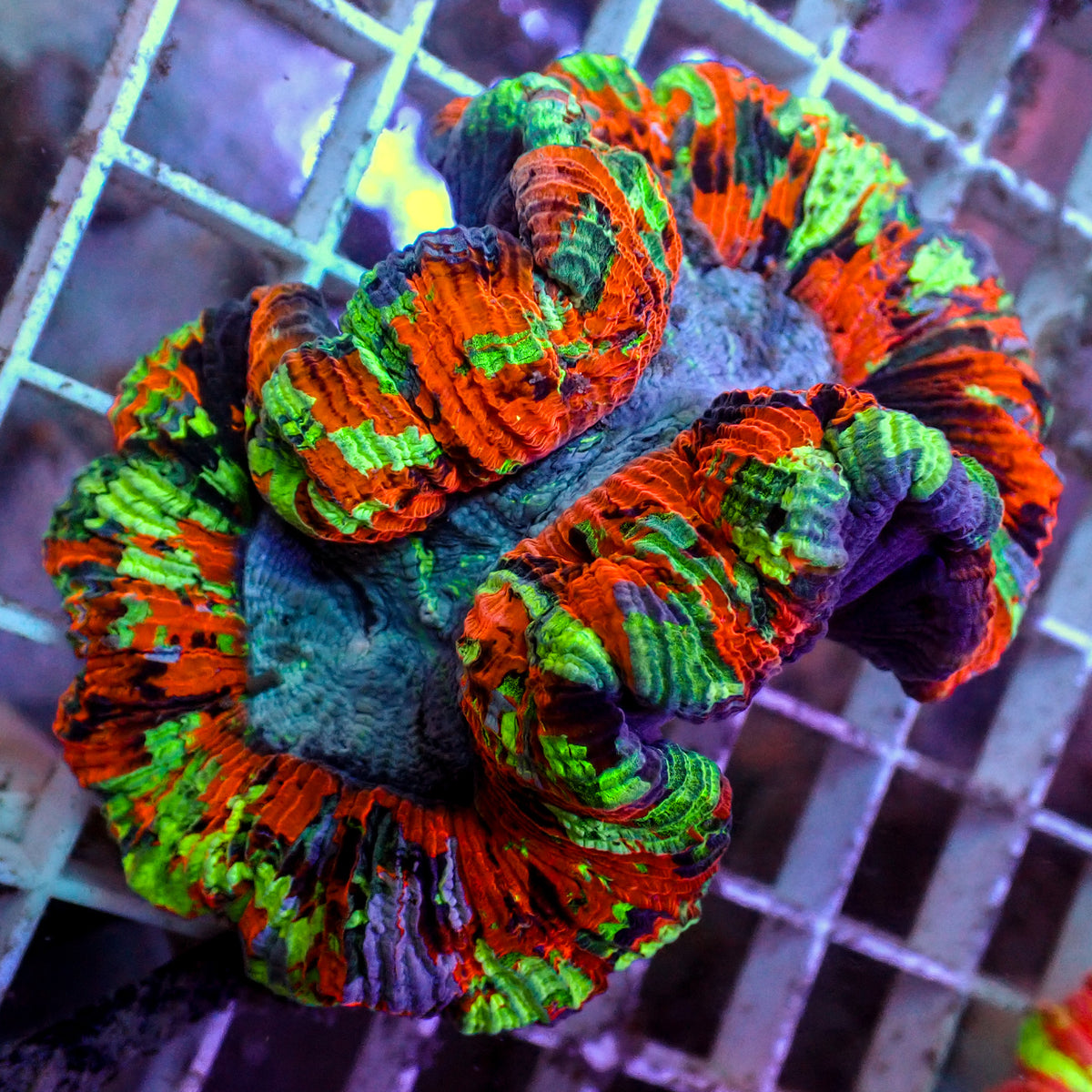 WYSIWYG Rainbow Tidal Wave Splatter Wellso (3-4") - Corals Anonymous