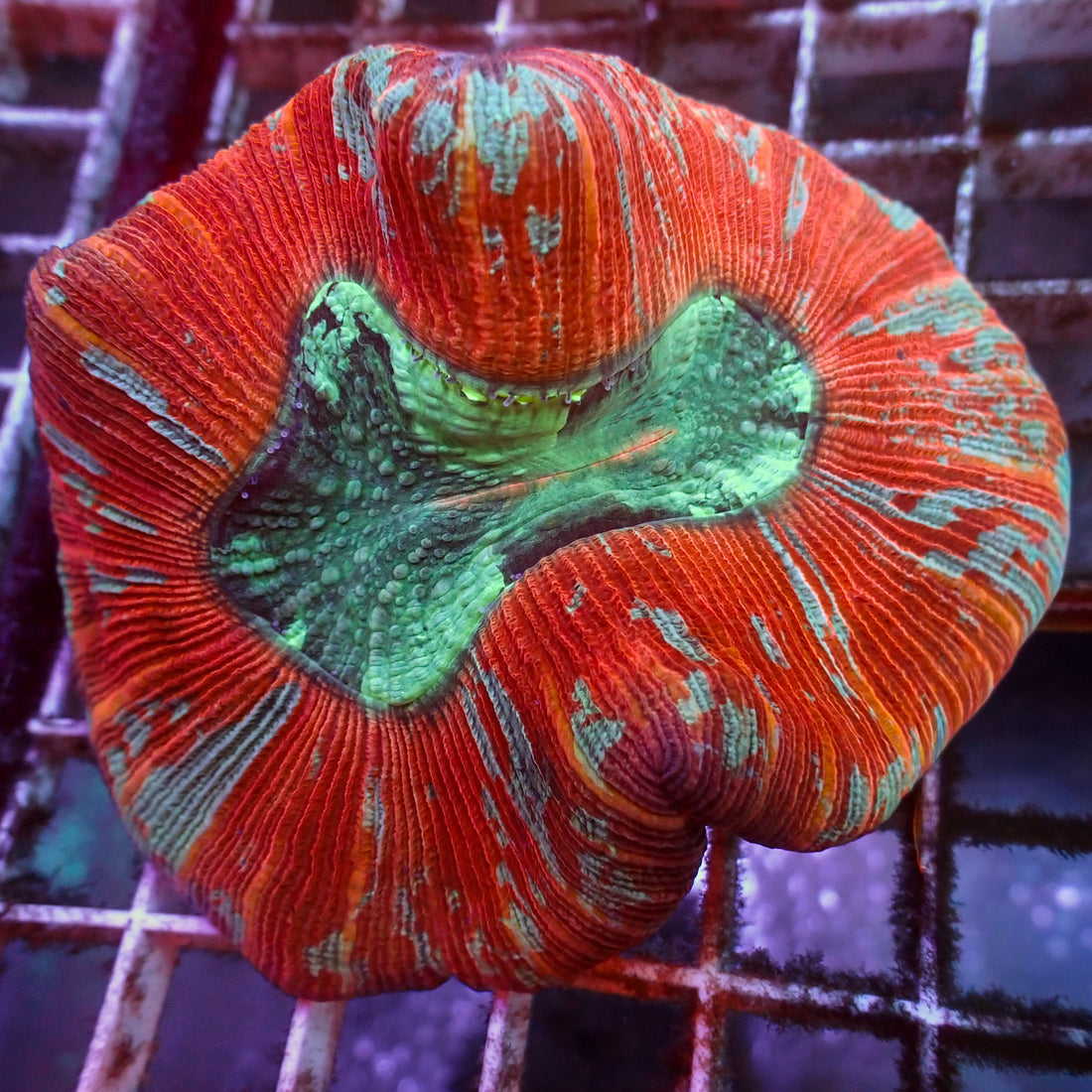 WYSIWYG Peach Line Red Wellso (3-4") - Corals Anonymous