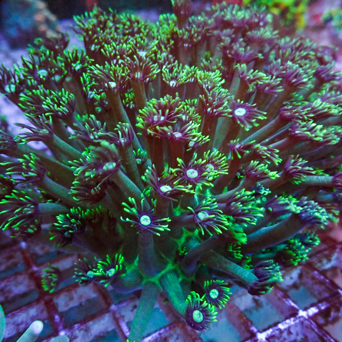 WYSIWYG Ultra Long Tentacle Green Goniopora Colony (4-5") - Corals Anonymous