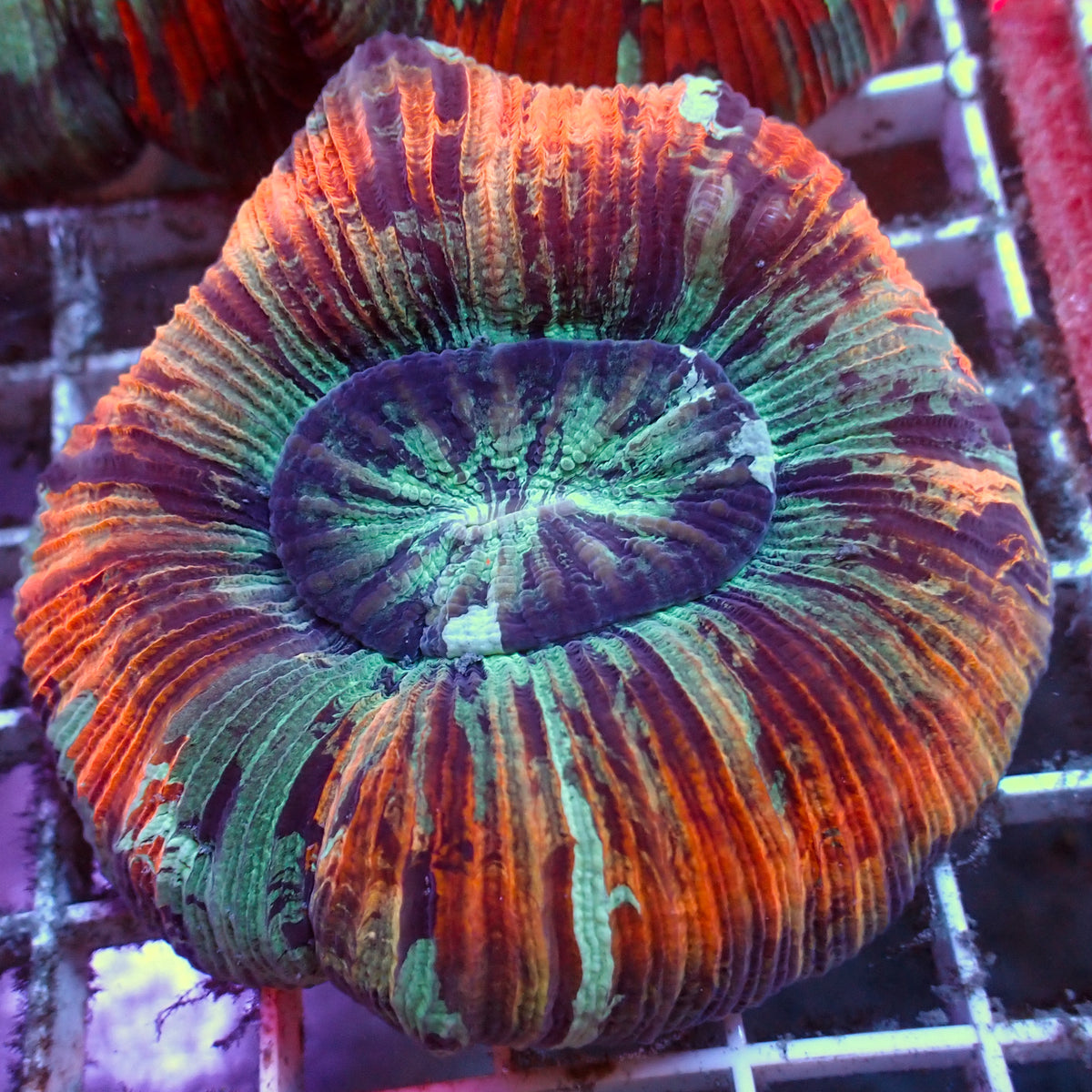 WYSIWYG Rainbow Peach Ring Wellso (3-4") - Corals Anonymous