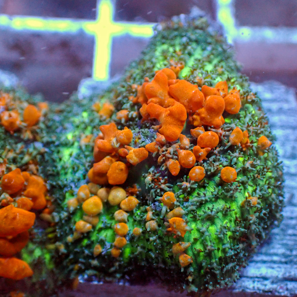 WYSIWYG Sunkist Bounce Rhodactis Mushroom - Corals Anonymous