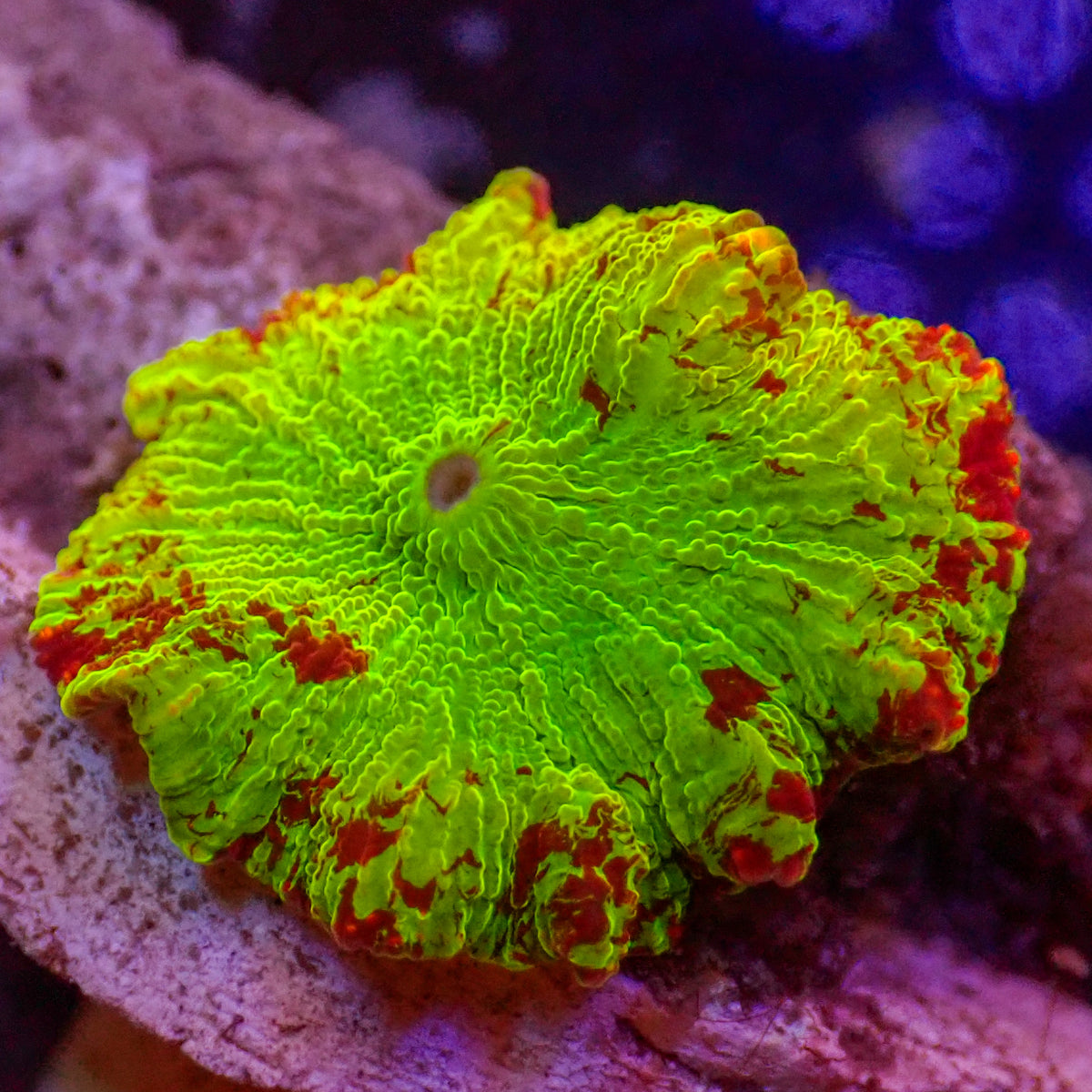 WYSIWYG Eclectus Jawbreaker Mushroom - Corals Anonymous