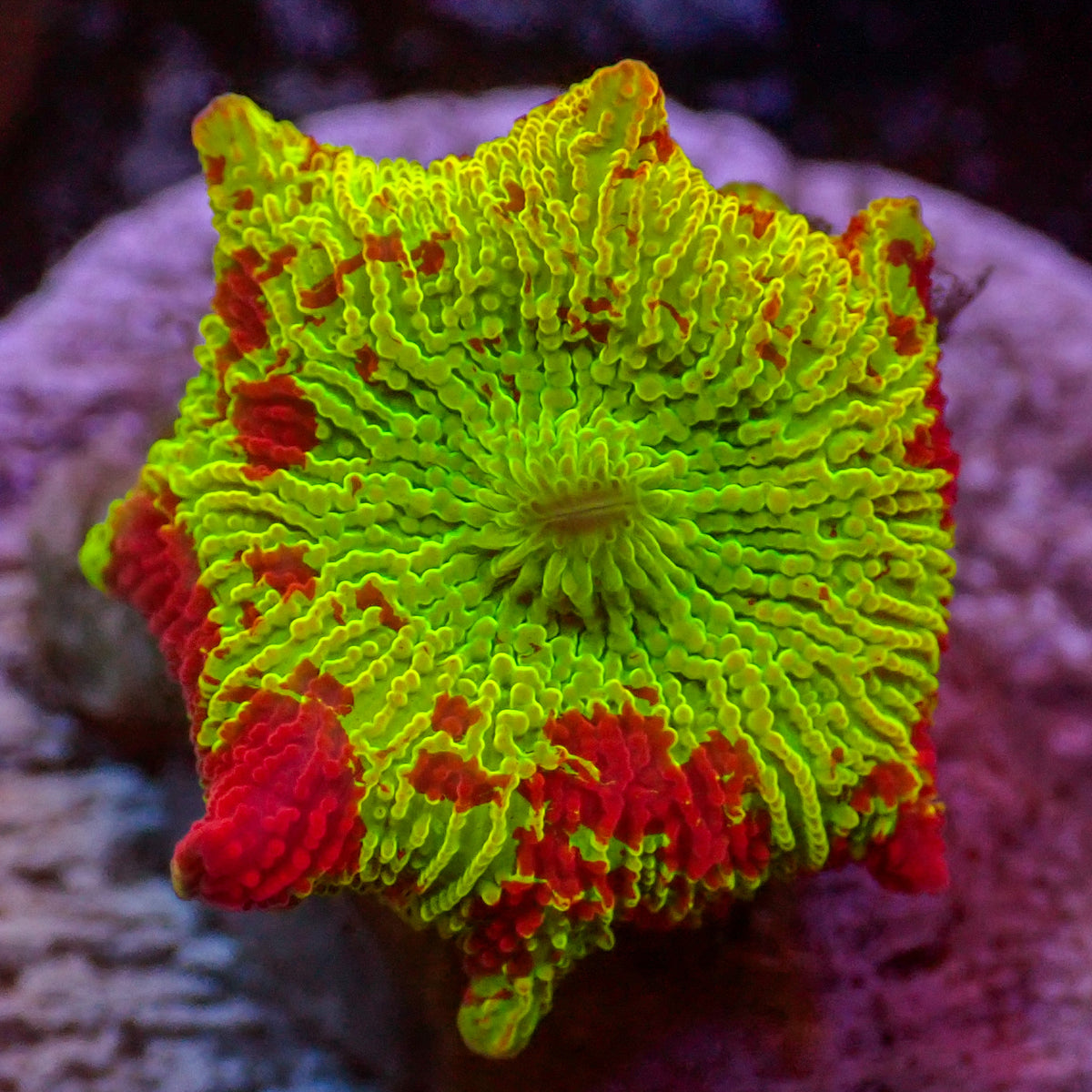 WYSIWYG Eclectus Jawbreaker Mushroom - Corals Anonymous