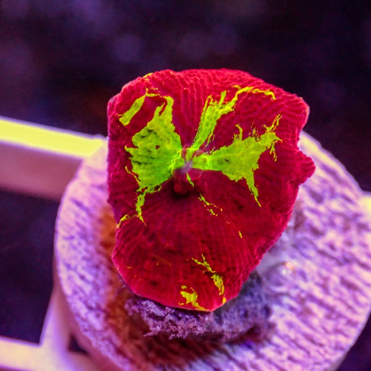 WYSIWYG Eclectus Jawbreaker Mushroom - Corals Anonymous
