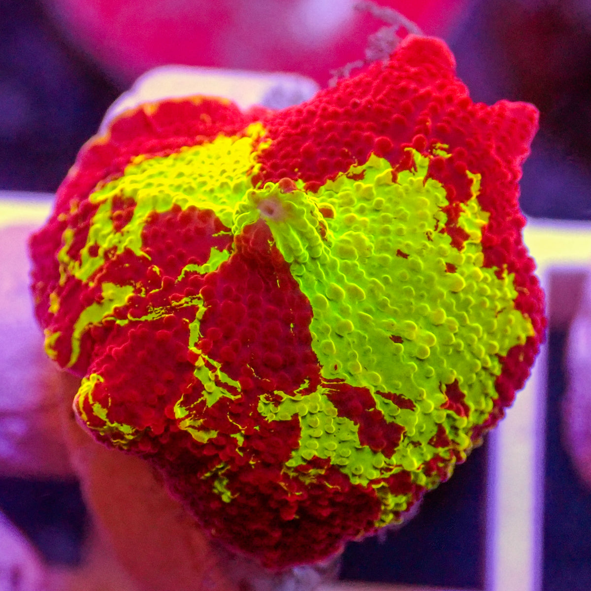 WYSIWYG Eclectus Jawbreaker Mushroom - Corals Anonymous