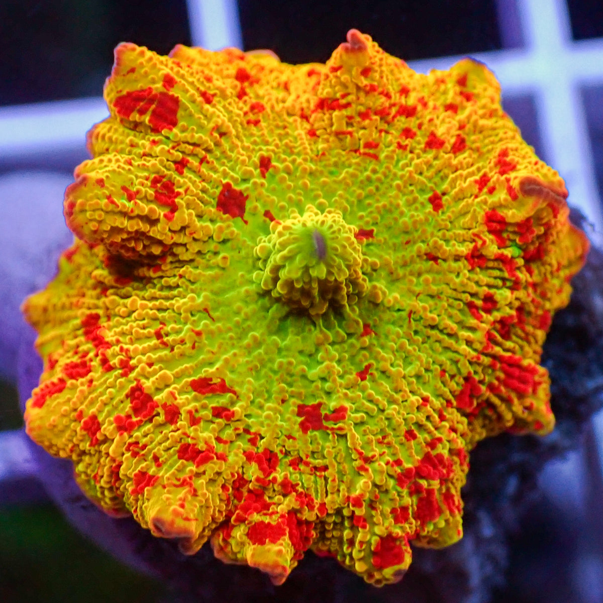 WYSIWYG Eclectus Jawbreaker Mushroom - Corals Anonymous