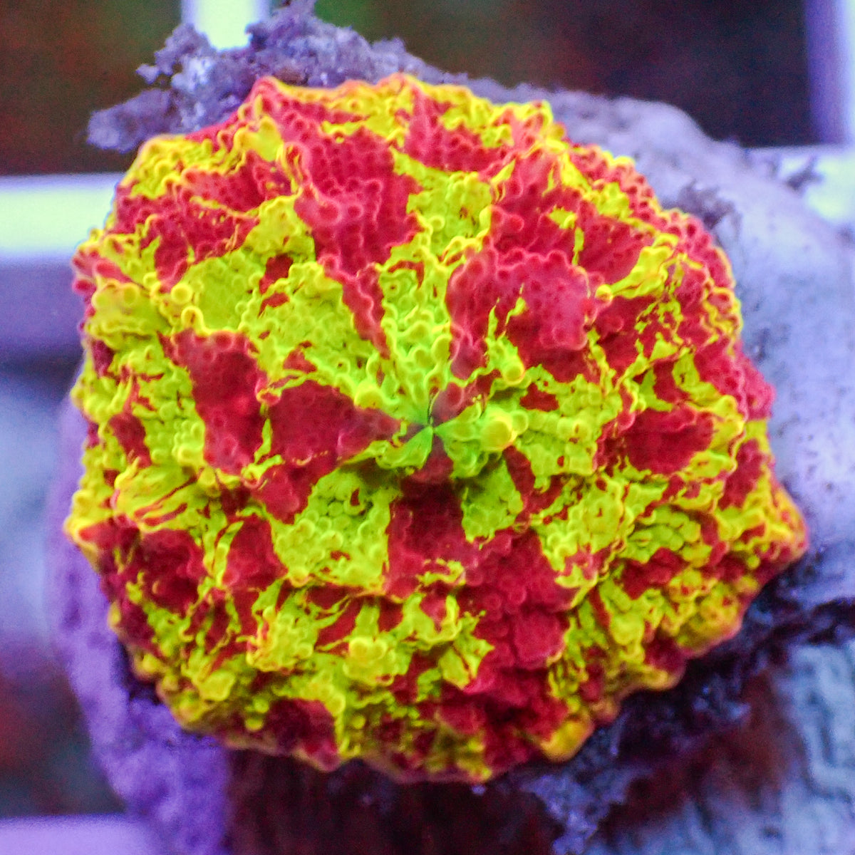 WYSIWYG Eclectus Jawbreaker Mushroom - Corals Anonymous
