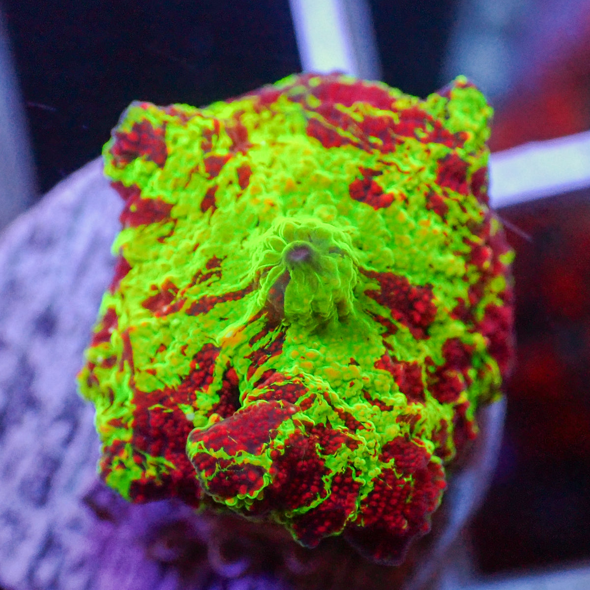 WYSIWYG Eclectus Jawbreaker Mushroom - Corals Anonymous