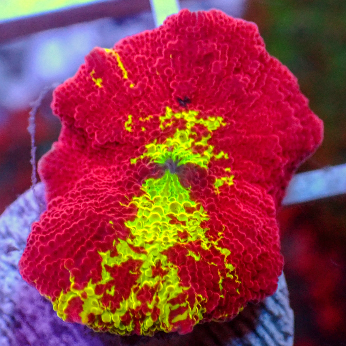 WYSIWYG Eclectus Jawbreaker Mushroom - Corals Anonymous