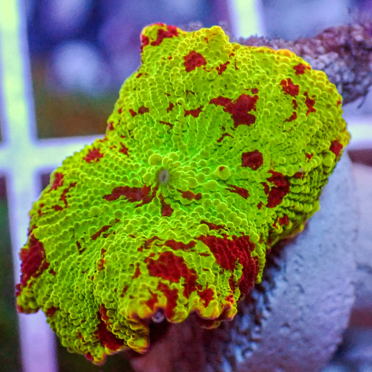 WYSIWYG Eclectus Jawbreaker Mushroom - Corals Anonymous